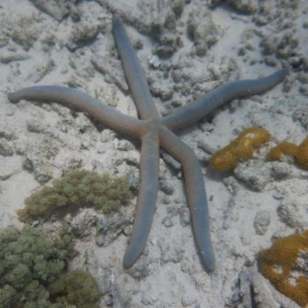 Wasini Raha Snorkeling And Divingアパートメント エクステリア 写真