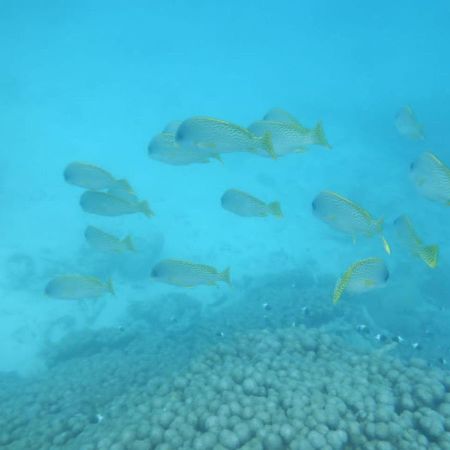 Wasini Raha Snorkeling And Divingアパートメント エクステリア 写真