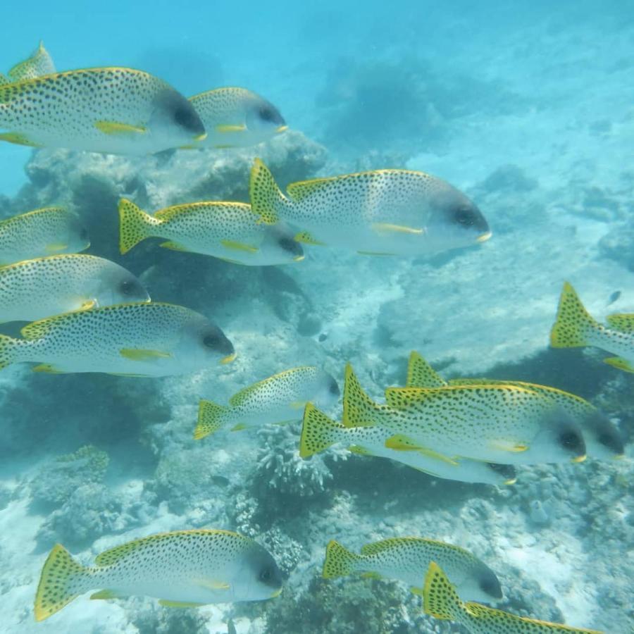 Wasini Raha Snorkeling And Divingアパートメント エクステリア 写真