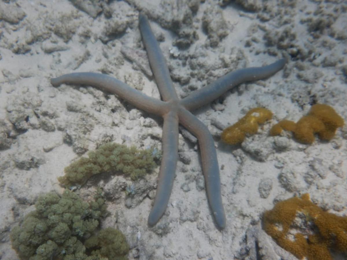 Wasini Raha Snorkeling And Divingアパートメント エクステリア 写真