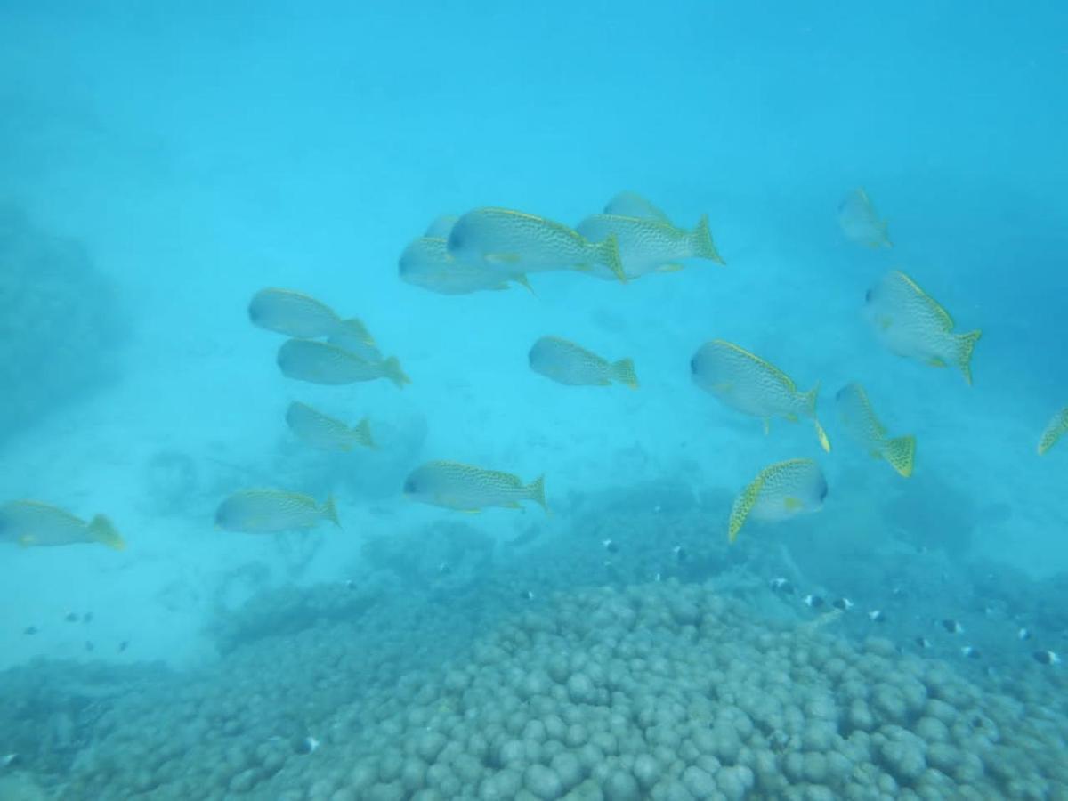 Wasini Raha Snorkeling And Divingアパートメント エクステリア 写真