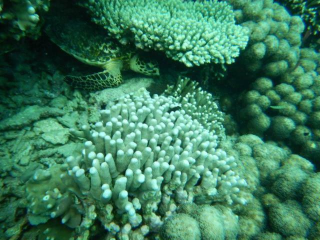 Wasini Raha Snorkeling And Divingアパートメント エクステリア 写真